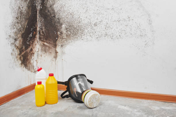 Mold Removal and Inspection in Redwood, TX