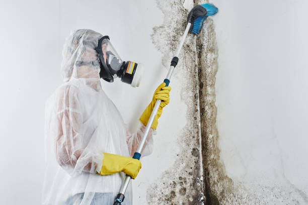 Best Fast Mold Removal  in Redwood, TX