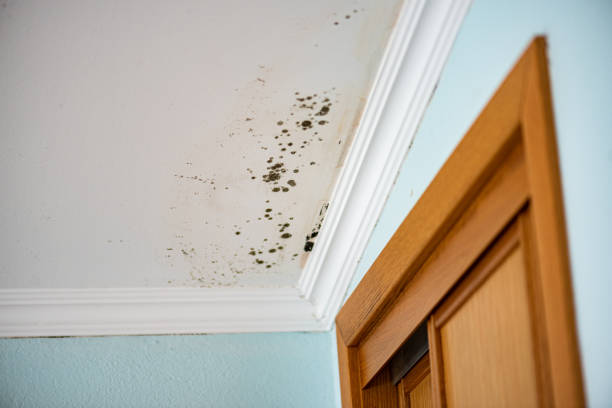 Best Professional Mold Removal  in Redwood, TX