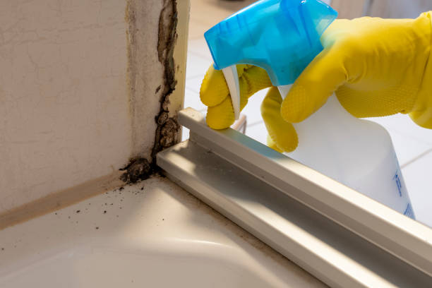 Best Home Mold Removal  in Redwood, TX