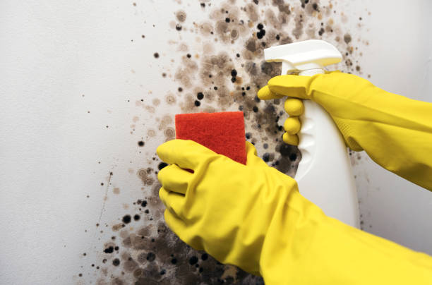 Best Toxic Mold Removal  in Redwood, TX