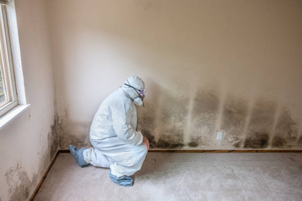 Best Certified Mold Removal  in Redwood, TX