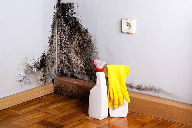 Best Black Mold Removal  in Redwood, TX